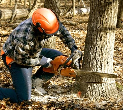 Tree Removal in Gypsum, KS
